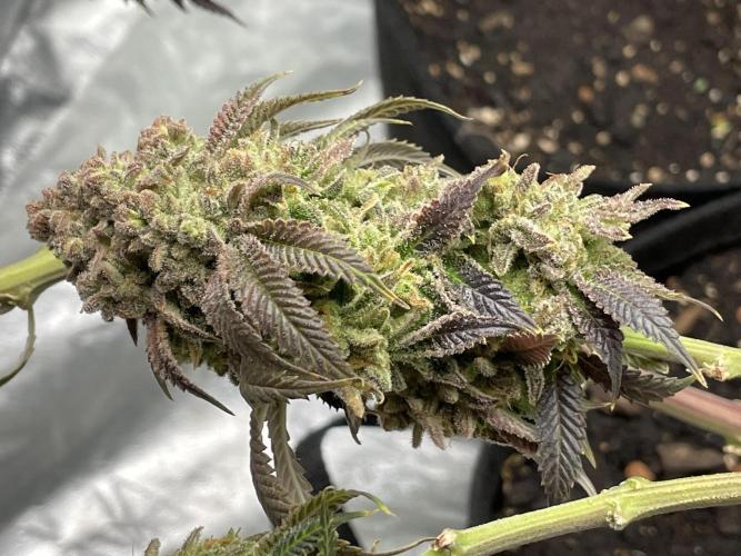 VELVET MOON, Green House. Week 21