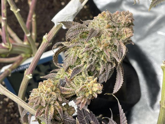 VELVET MOON, Green House. Week 21