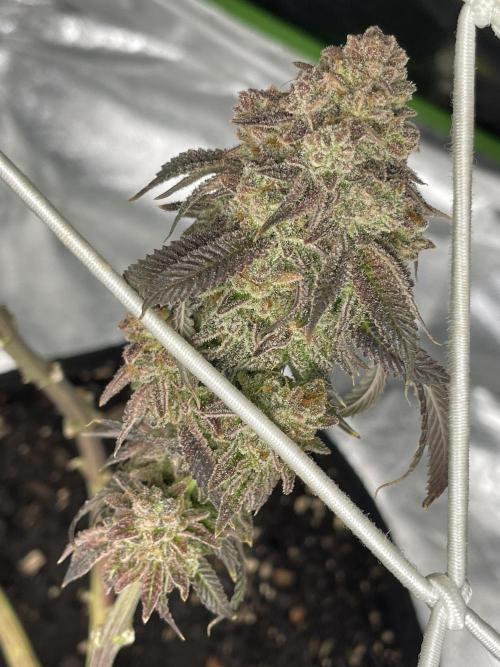 VELVET MOON, Green House. Week 20