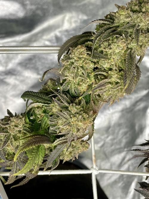 Velvet Moon. Week 20