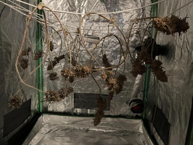 VELVET MOON, Green House. Week 24 - DRYING PHASE