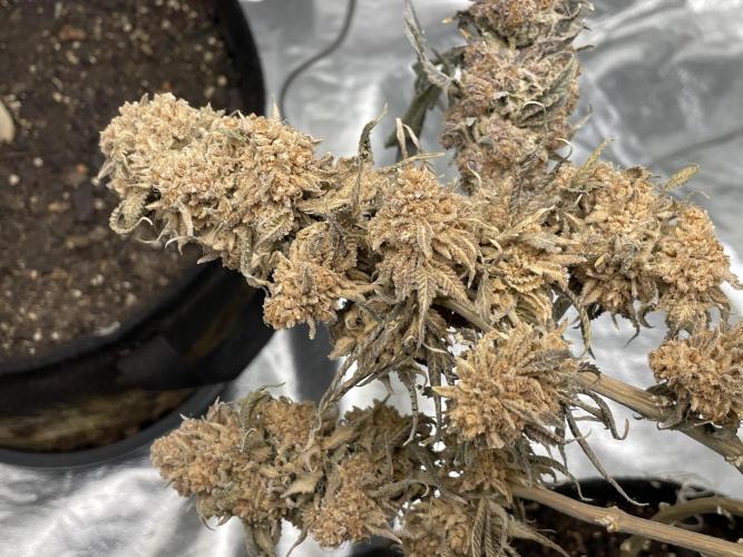 VELVET MOON, Green House. Week 24 - GOLD MOON, JUST BEFORE HARVEST