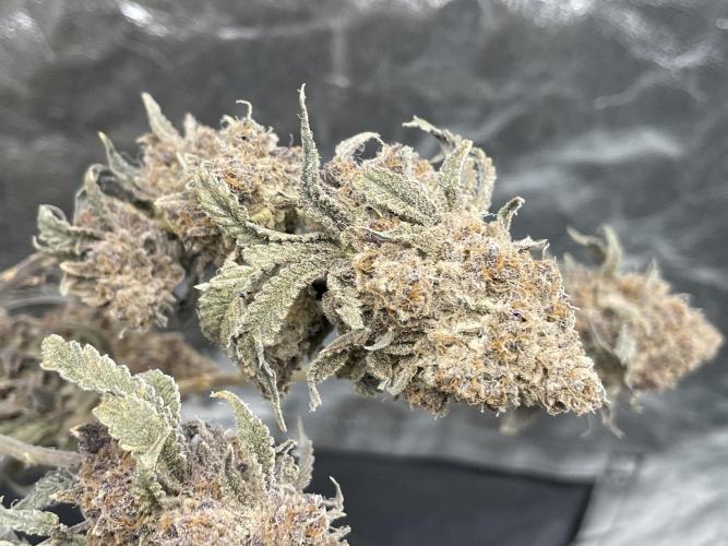 Velvet Moon. Week 24