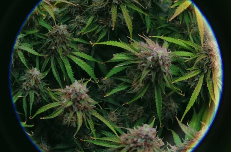 Claudia I [Green Crack F1 auto]