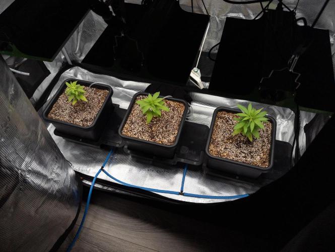 Colombian Jack. Week 5