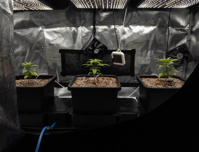 Colombian Jack. Week 5