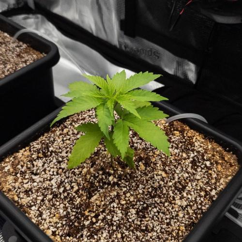 Colombian Jack. Week 5