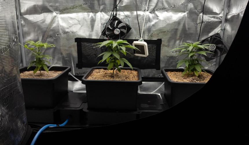 Colombian Jack. Week 6