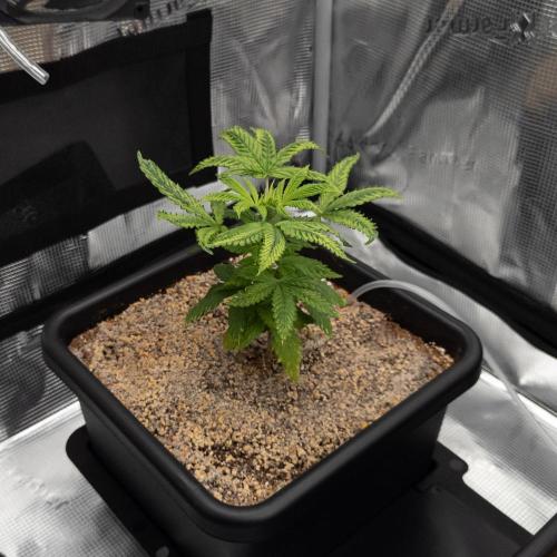 Colombian Jack. Week 6