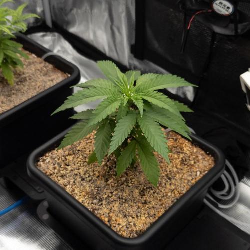 Colombian Jack. Week 6