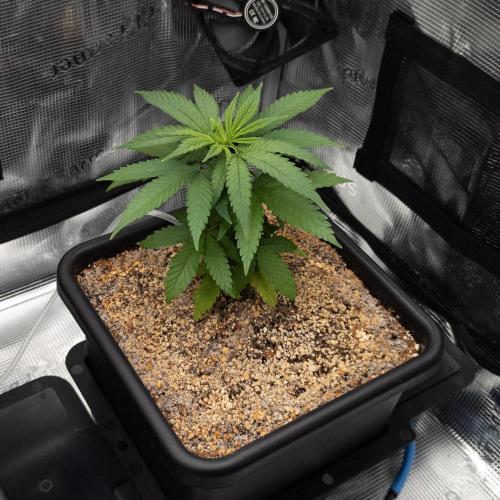 Colombian Jack. Week 6