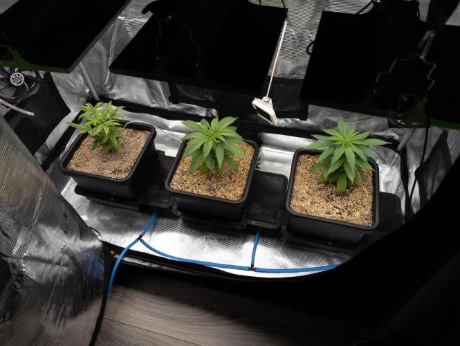 Colombian Jack. Week 6