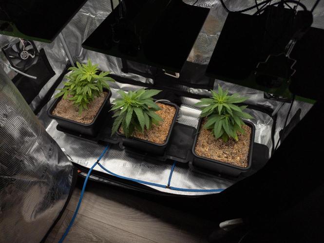 Colombian Jack. Week 7