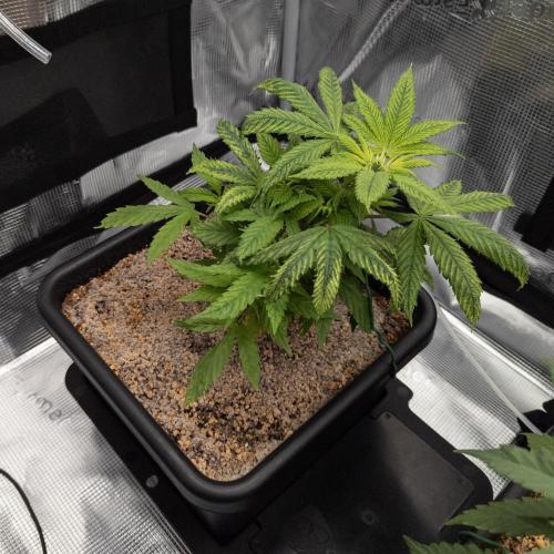 Colombian Jack. Week 7