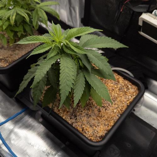 Colombian Jack. Week 7