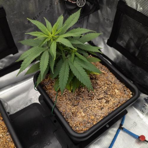 Colombian Jack. Week 7