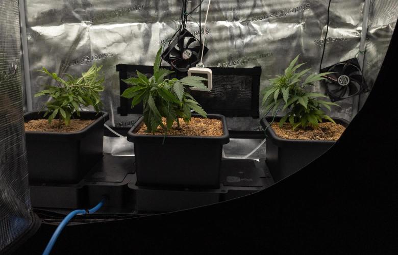 Colombian Jack. Week 7