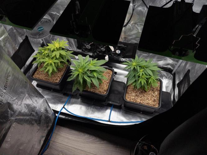 Colombian Jack. Week 8