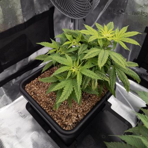 Colombian Jack. Week 8