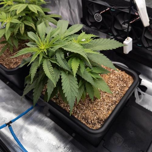 Colombian Jack. Week 8