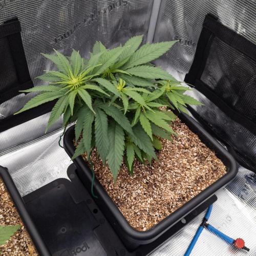 Colombian Jack. Week 8