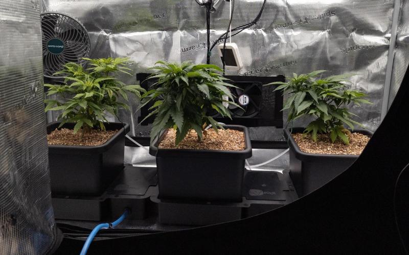 Colombian Jack. Week 8