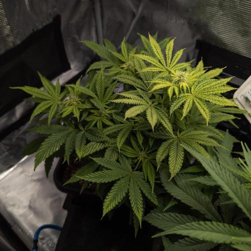 Colombian Jack. Week 9