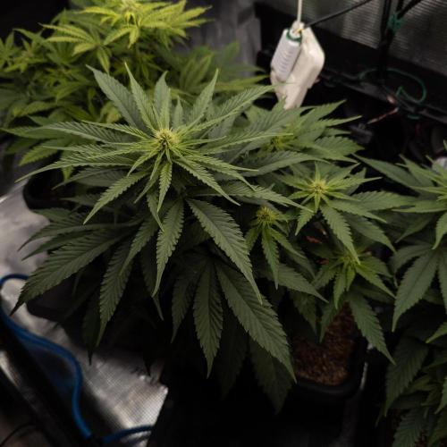 Colombian Jack. Week 9