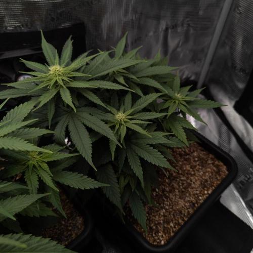 Colombian Jack. Week 9