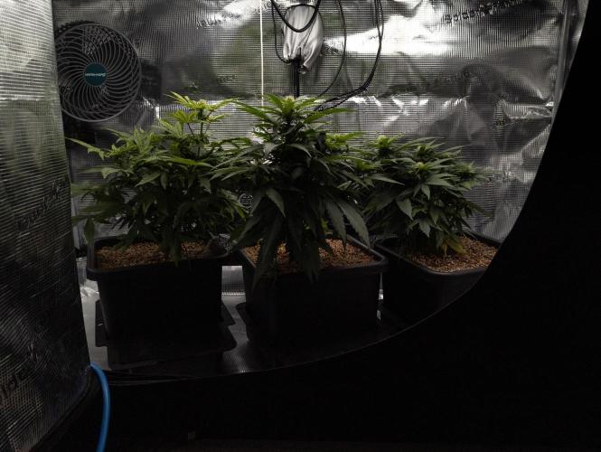 Colombian Jack. Week 9