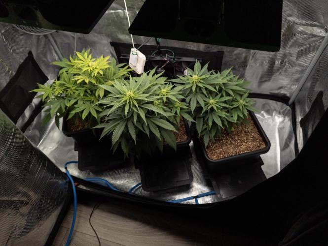 Colombian Jack. Week 9