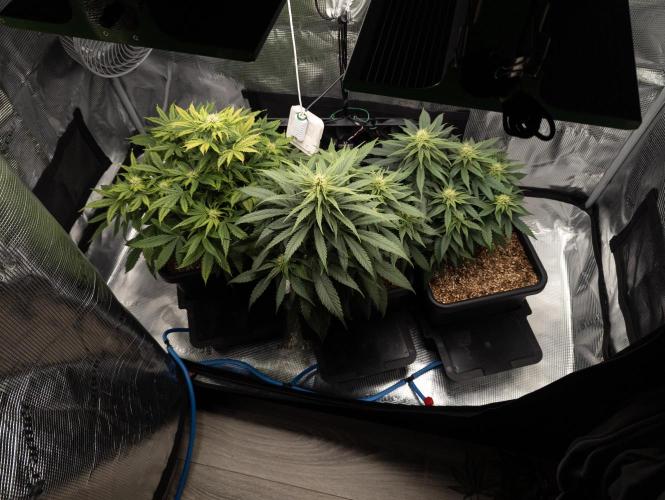 Colombian Jack. Week 10