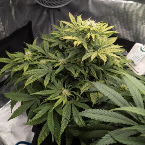 Colombian Jack. Week 10