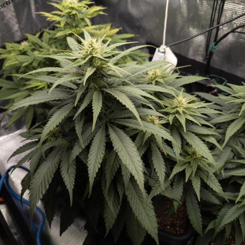 Colombian Jack. Week 10