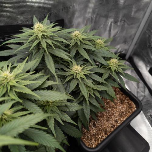 Colombian Jack. Week 10