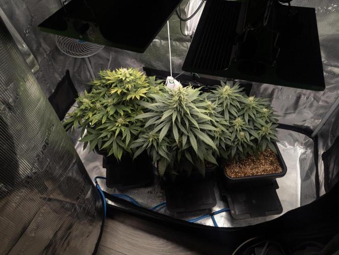 Colombian Jack. Week 11