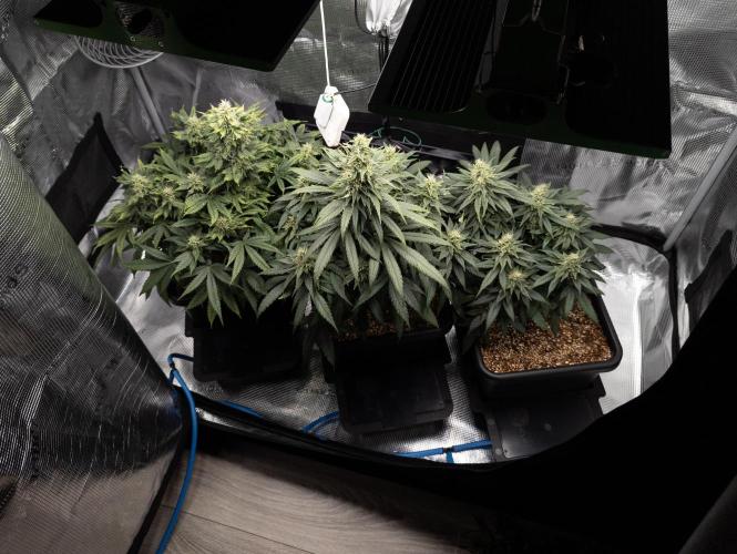 Colombian Jack. Week 12