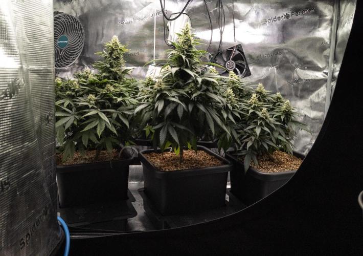 Colombian Jack. Week 12