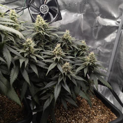 Colombian Jack. Week 12