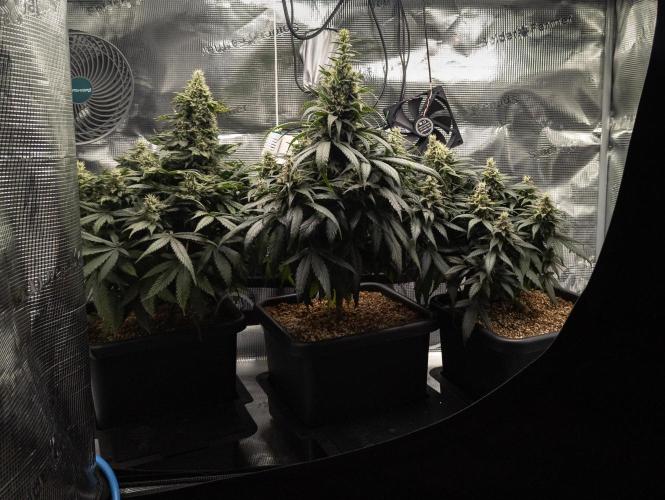 Colombian Jack. Week 13