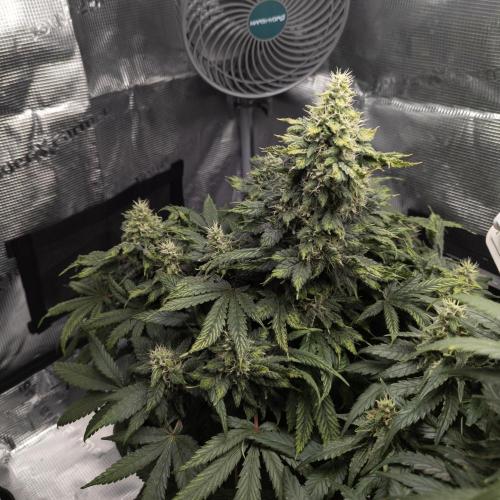 Colombian Jack. Week 13