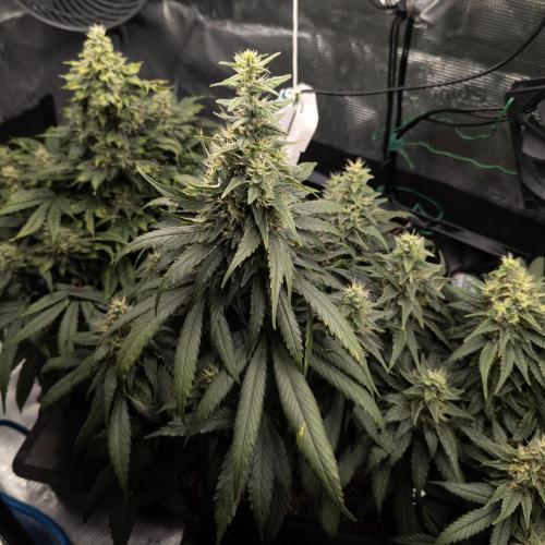 Colombian Jack. Week 13