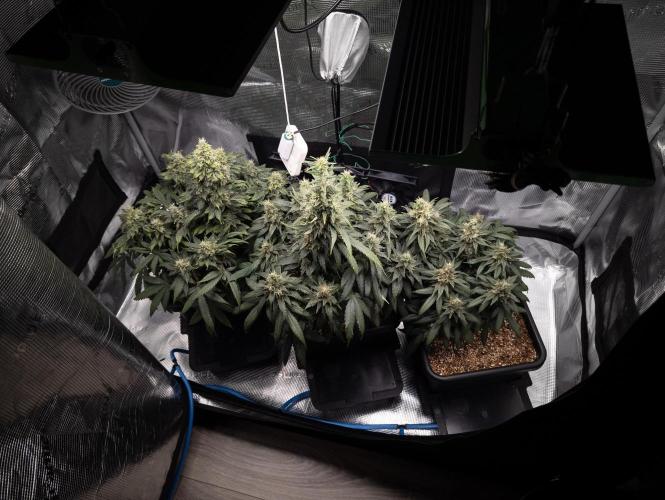 Colombian Jack. Week 14