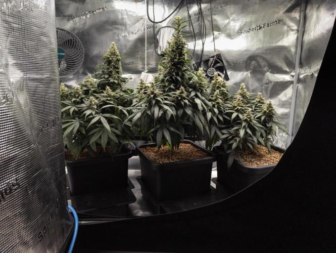 Colombian Jack. Week 14