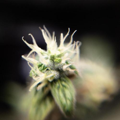 Colombian Jack. Week 14