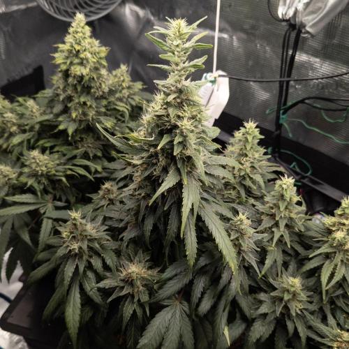 Colombian Jack. Week 14