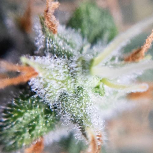 Colombian Jack. Week 14