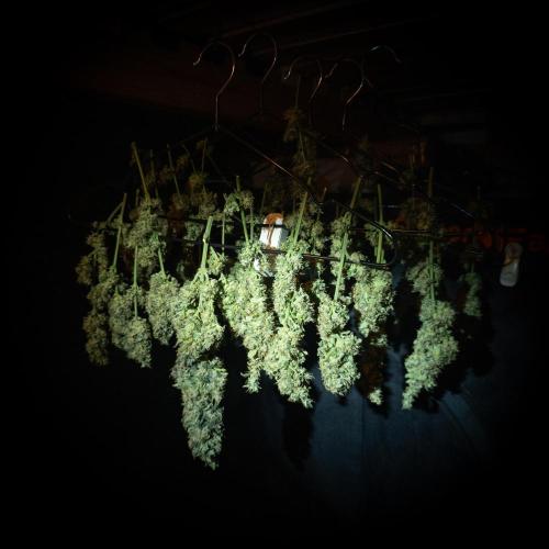 Colombian Jack. Week 15