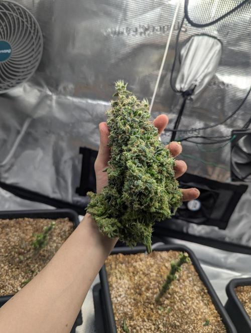 Colombian Jack. Week 15