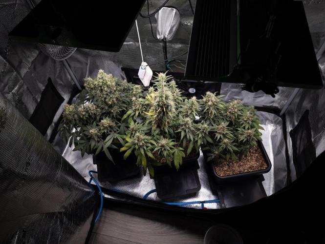 Colombian Jack. Week 15